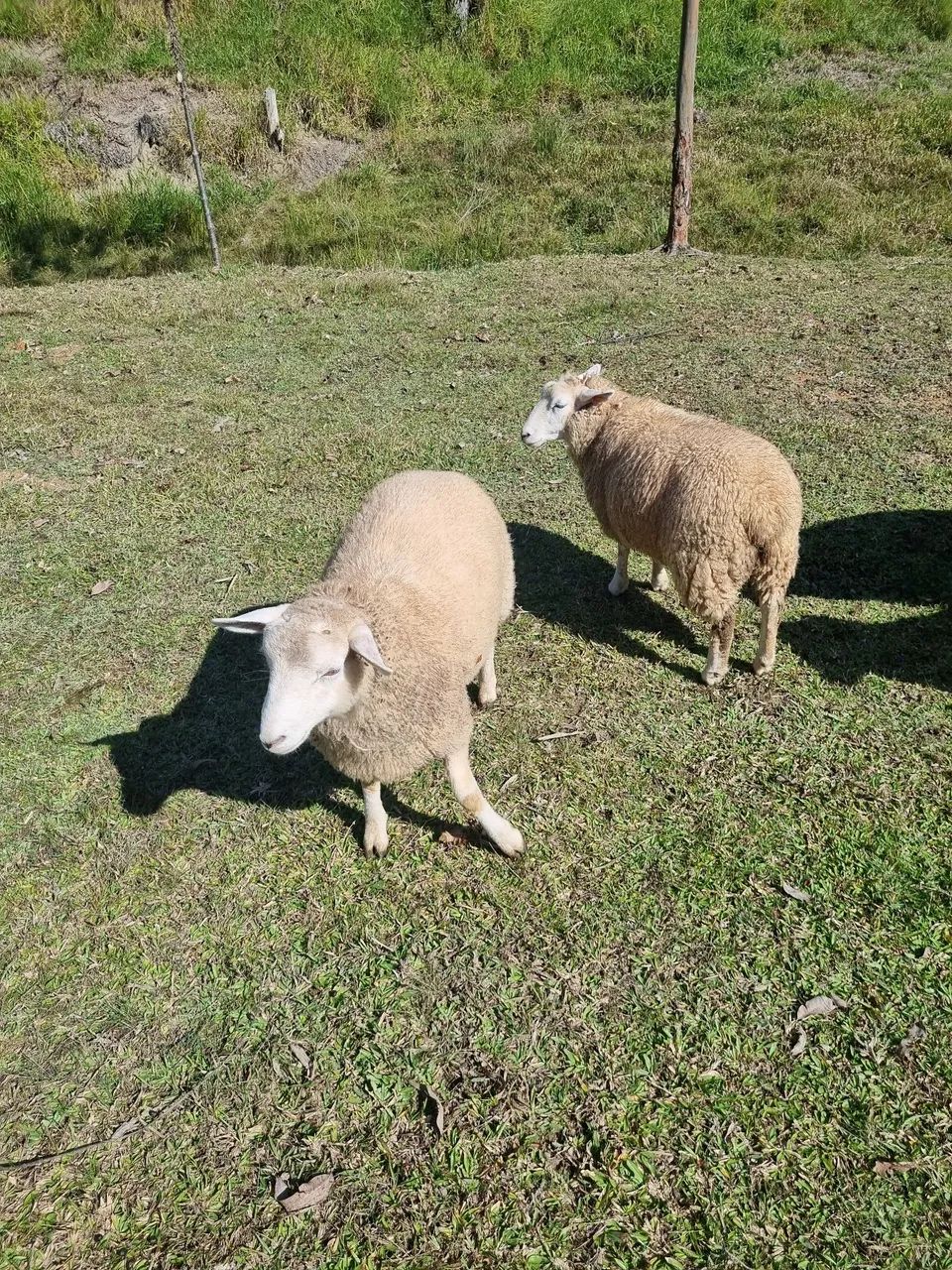 Reprodutor carneiro Texel - Foto 2