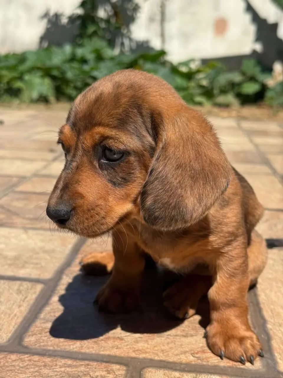 Basset  - Foto 3