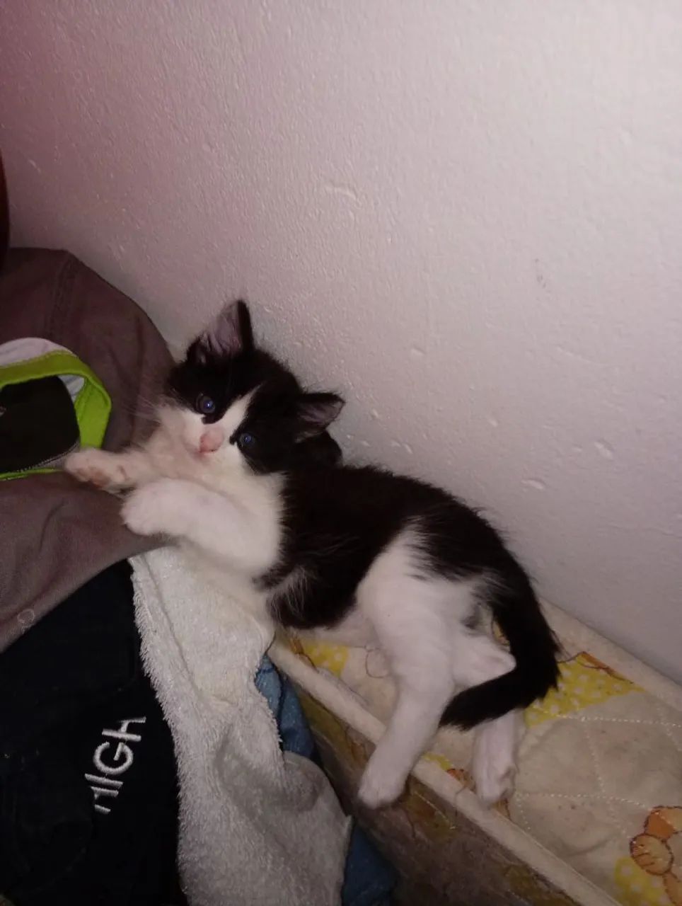 Doação de gatinhos