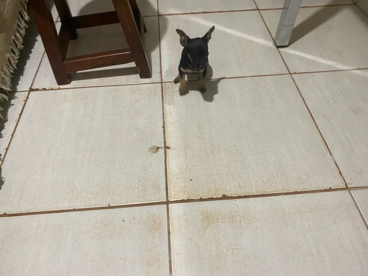 Pinscher - Foto 5