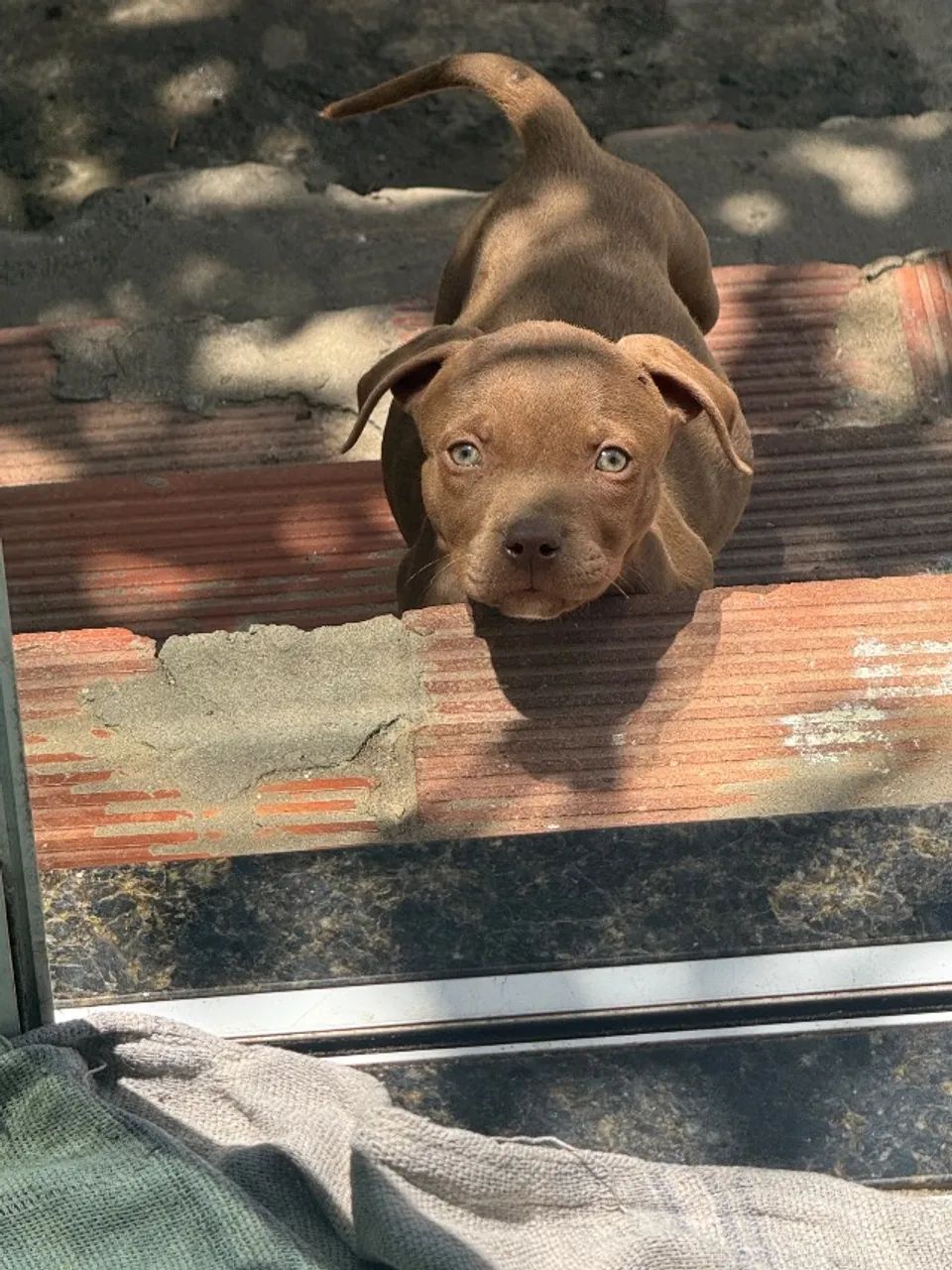 Cachorro  - Foto 4