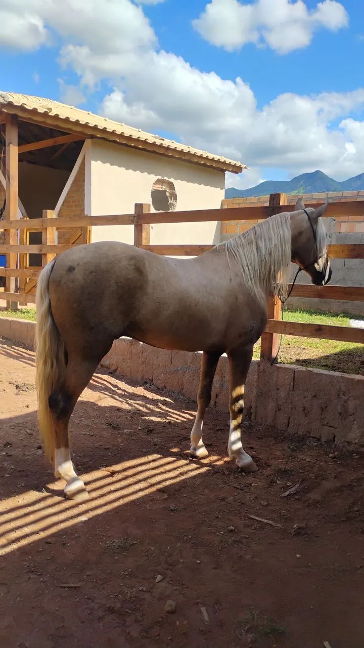 Cavalo garanhão a venda  - Foto 4