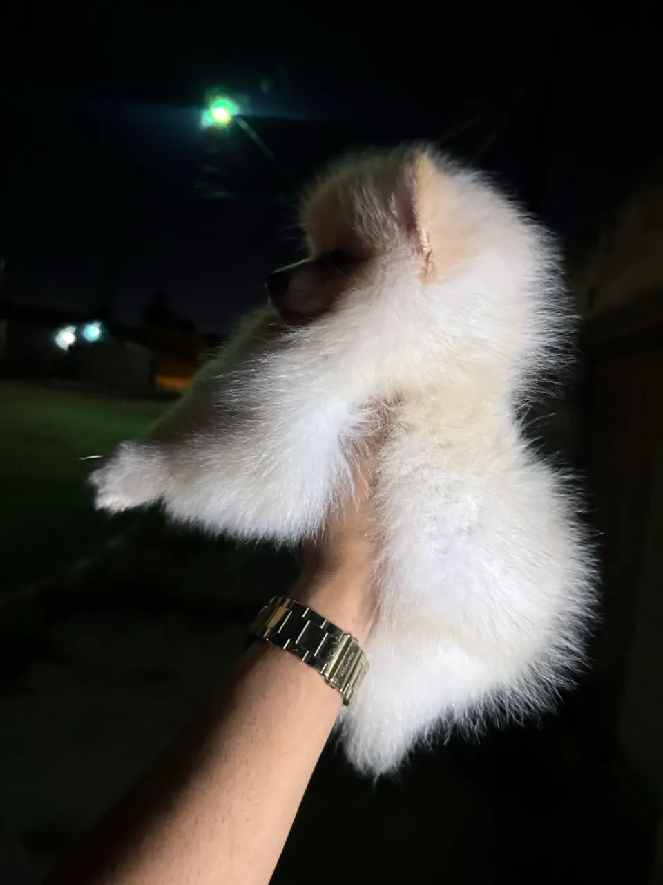 Spitz 