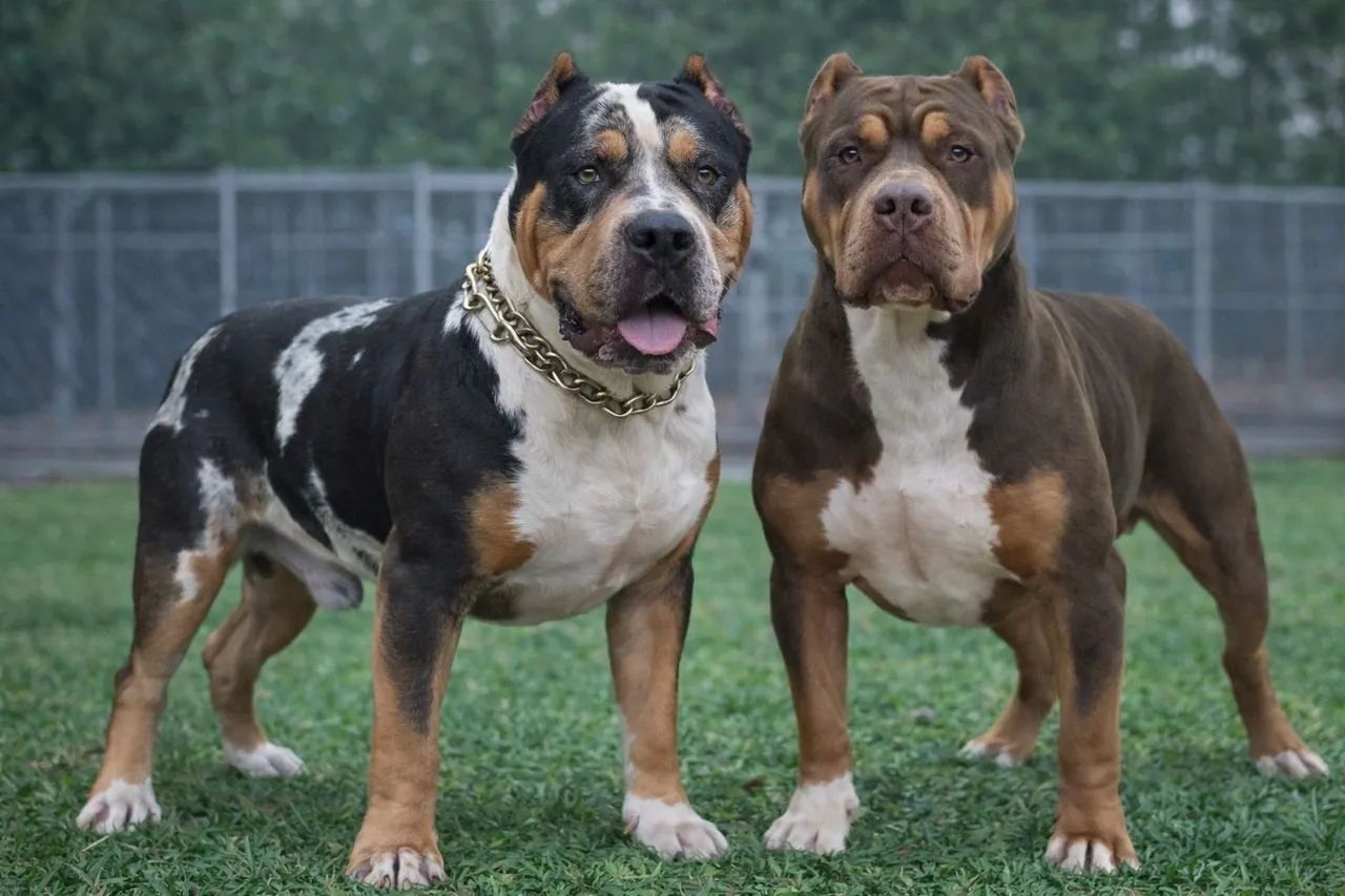 FILHOTE PITBULL MONSTER - Foto 3