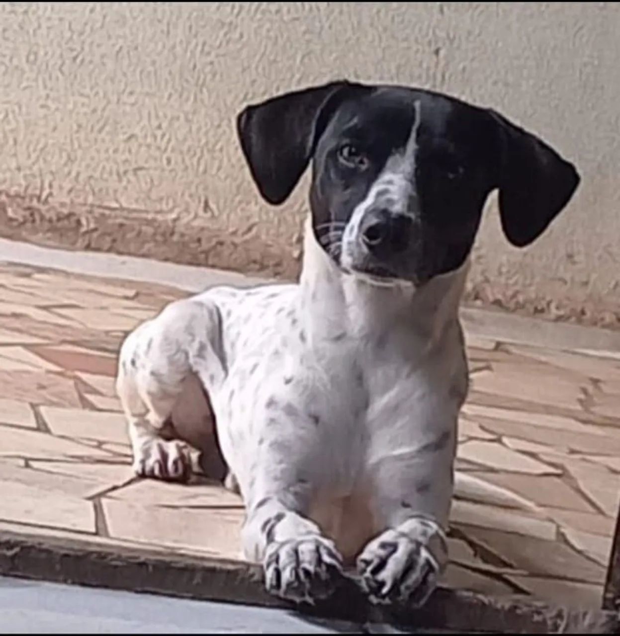 Cachorro para doaçao  - Foto 2