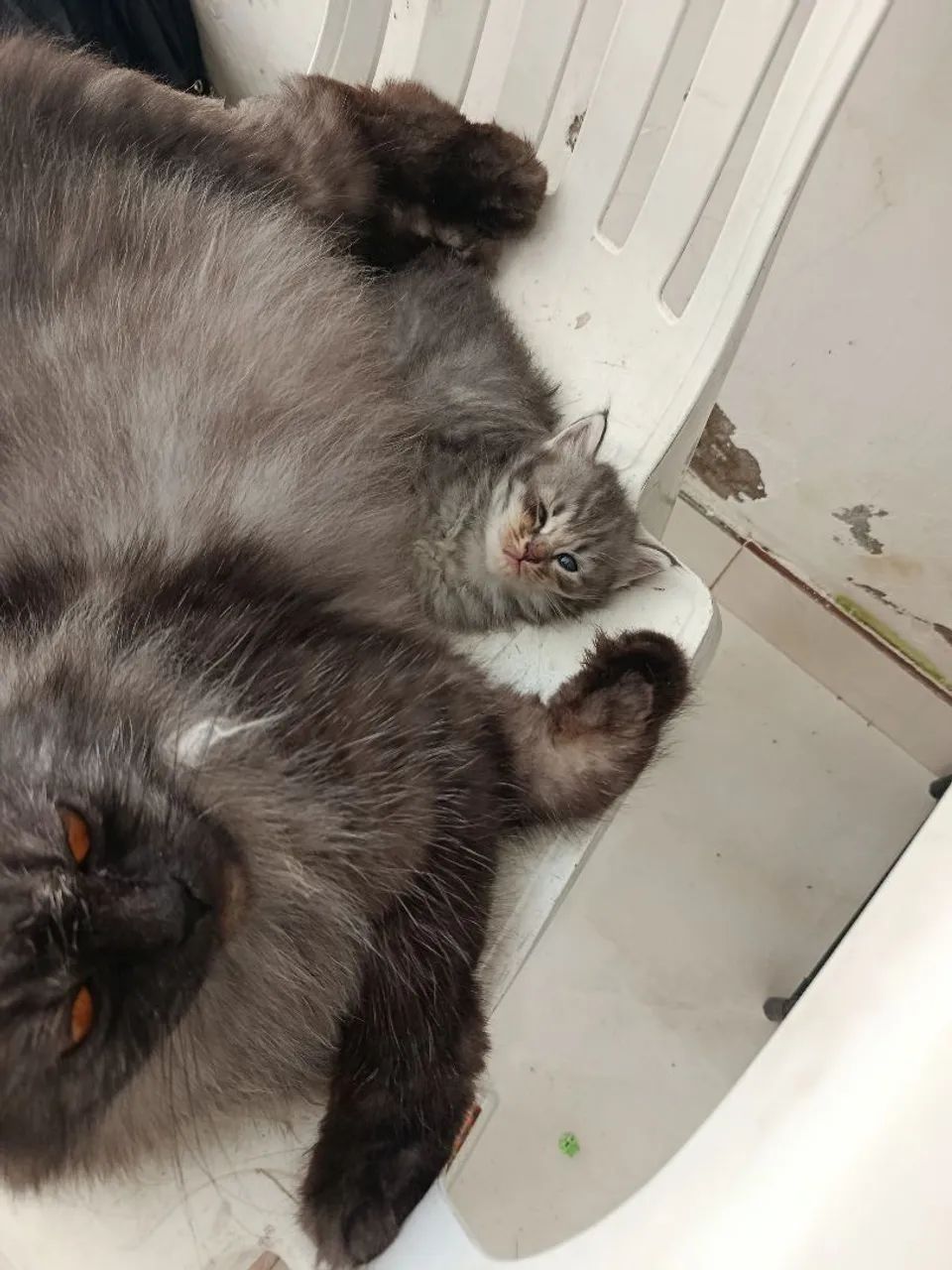Gatos persa - Foto 2