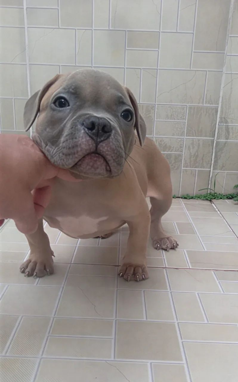 American Bully ( Micro ) - Foto 4