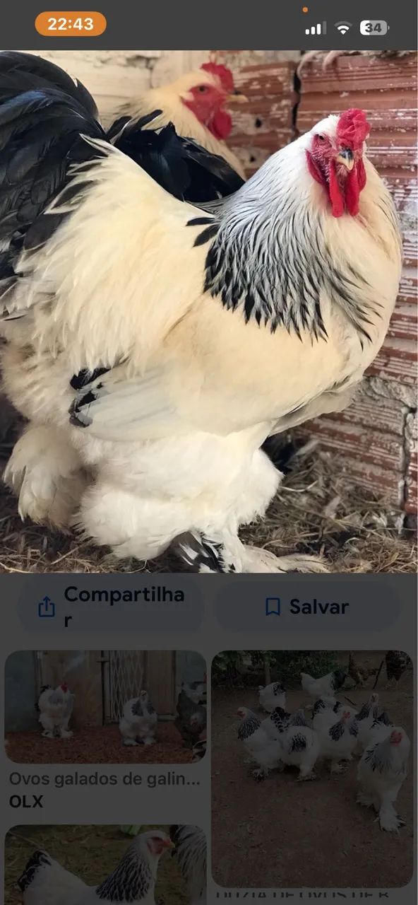 Galinha e frango  e adubo 