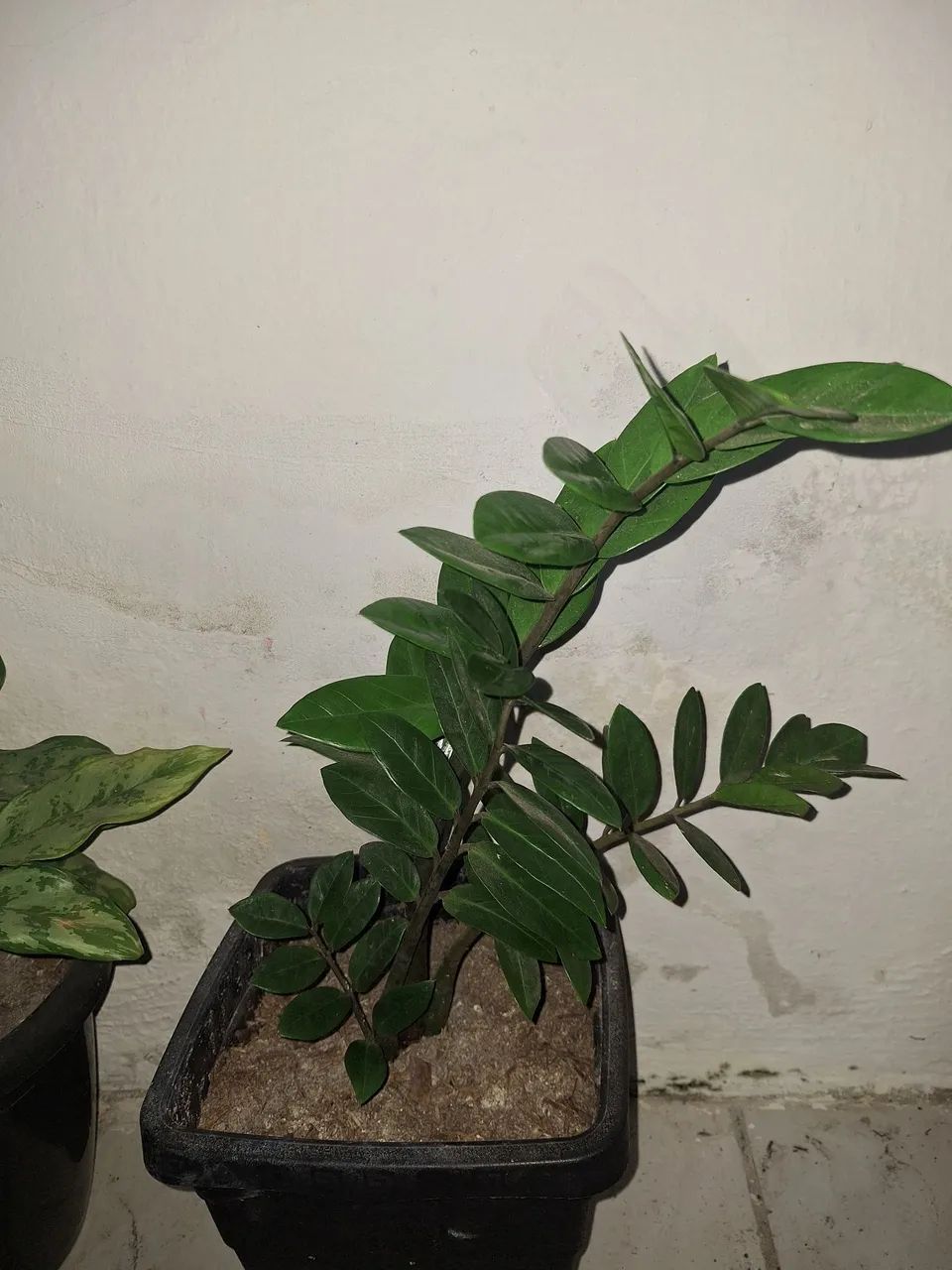 Kit com 3 plantas + Vasos - Foto 4