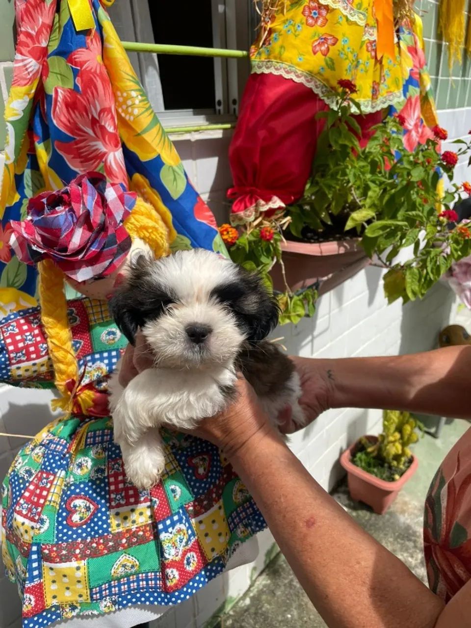 Lindos Filhotes de Shihtzu - Foto 4