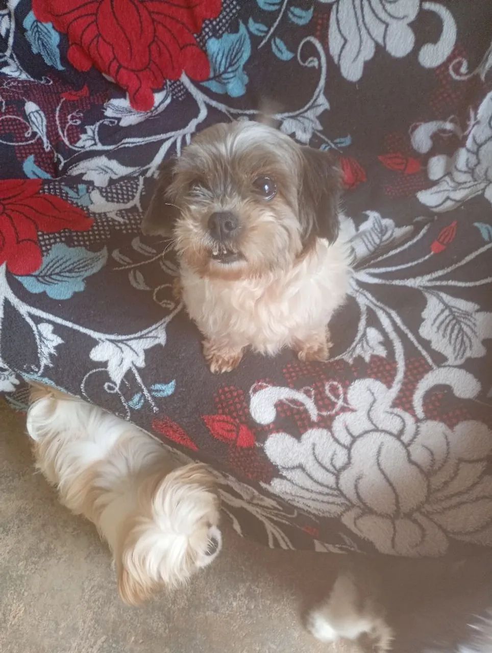 Cachorro sutiz  - Foto 2