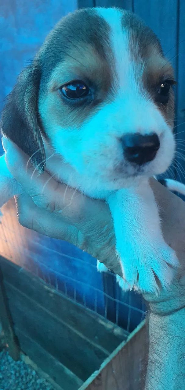 Lindo filhote de beagles 13 polegadas  - Foto 5