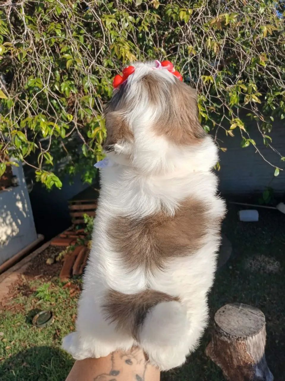 SHIH TZU Fêmea  - Foto 4
