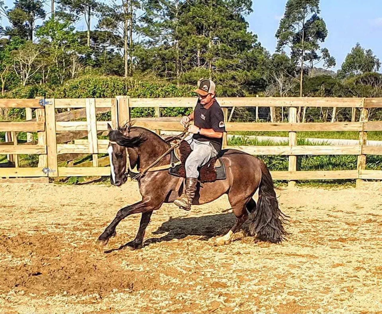 Cavalo criolo 