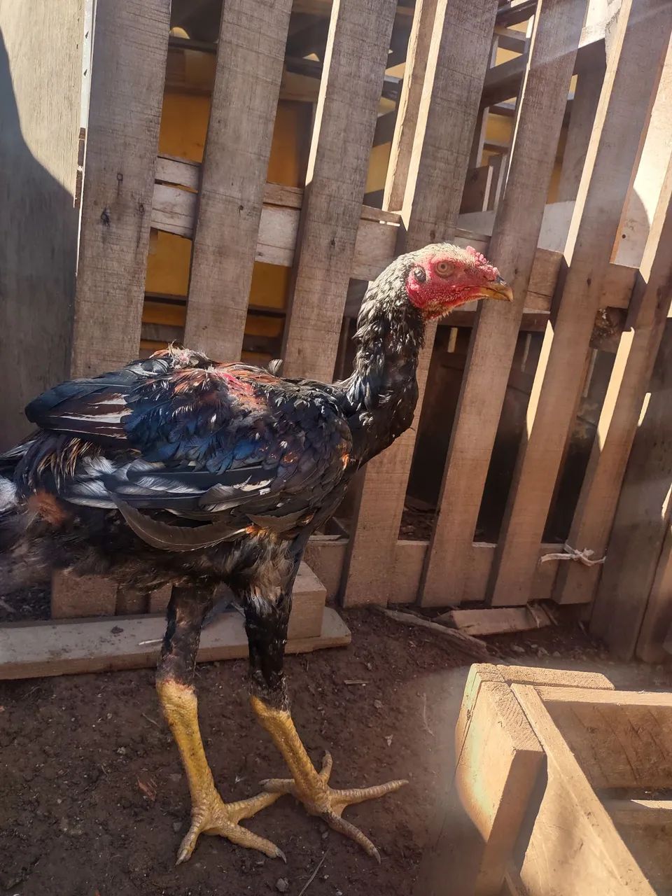 frangos índio gigante 