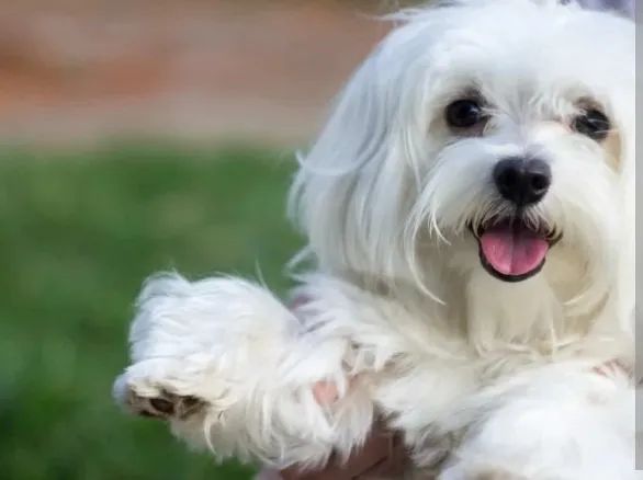 Cachorro macho da raça maltês  - Foto 2