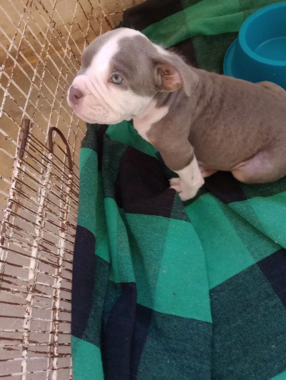 Américan Bully  - Foto 2