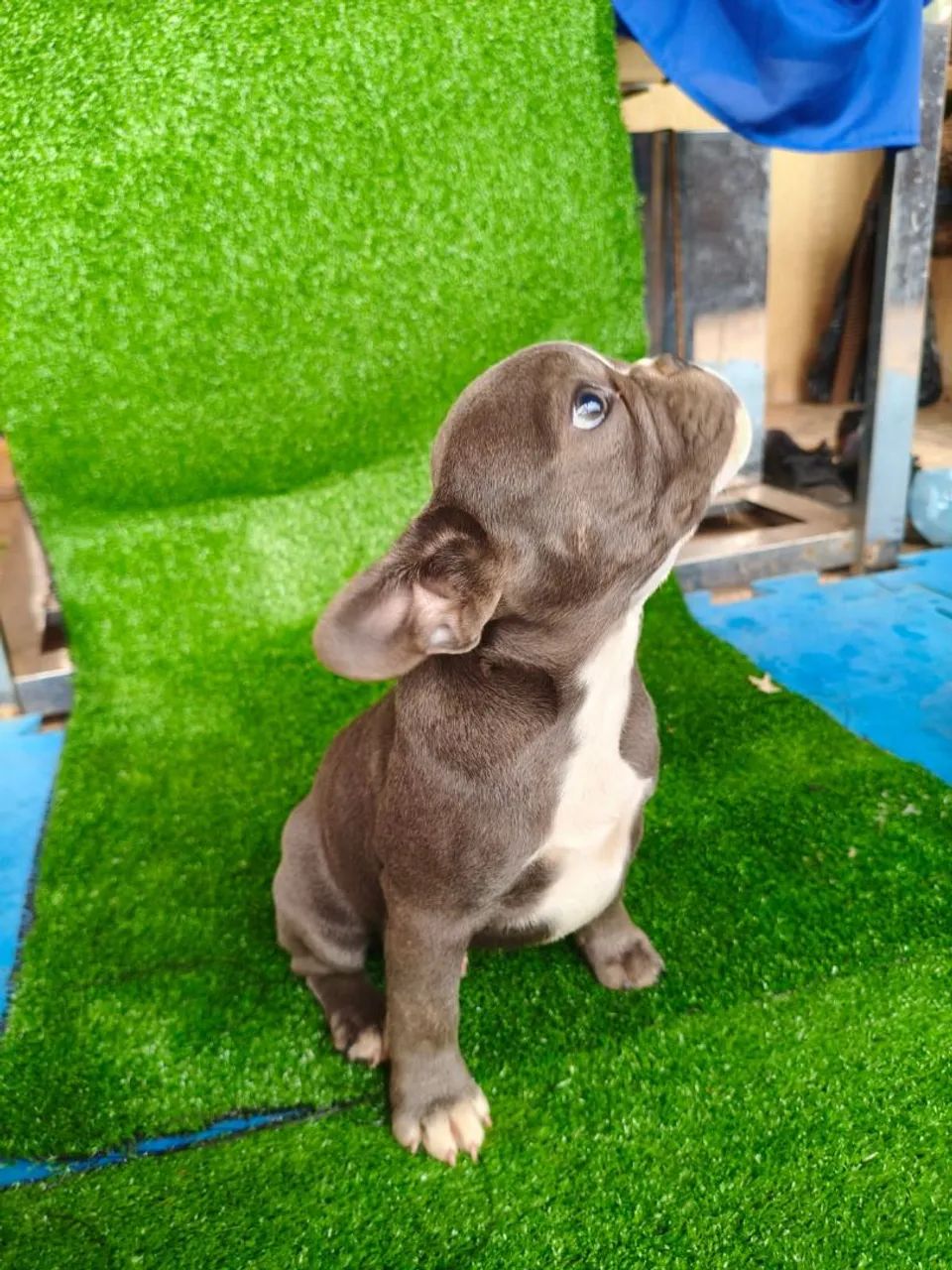 vendo buldogue francês 