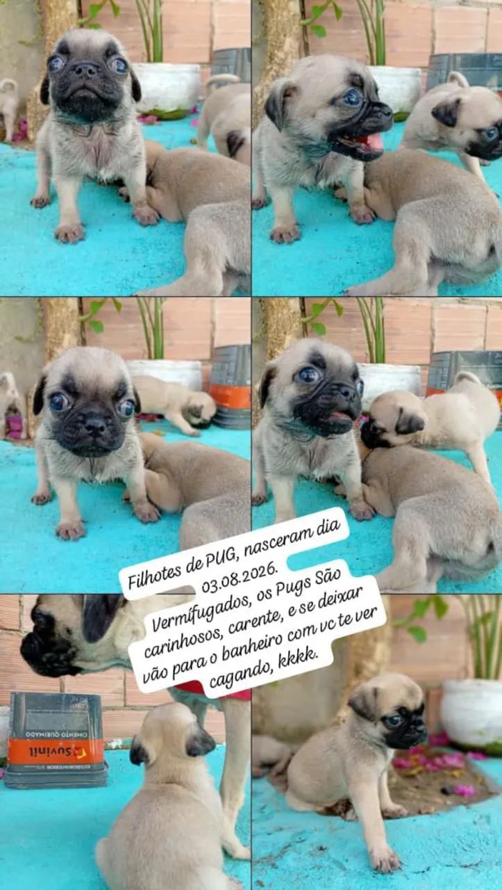 Filhotes de PUG