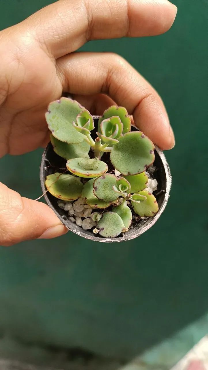Suculentas e cactos  - Foto 4