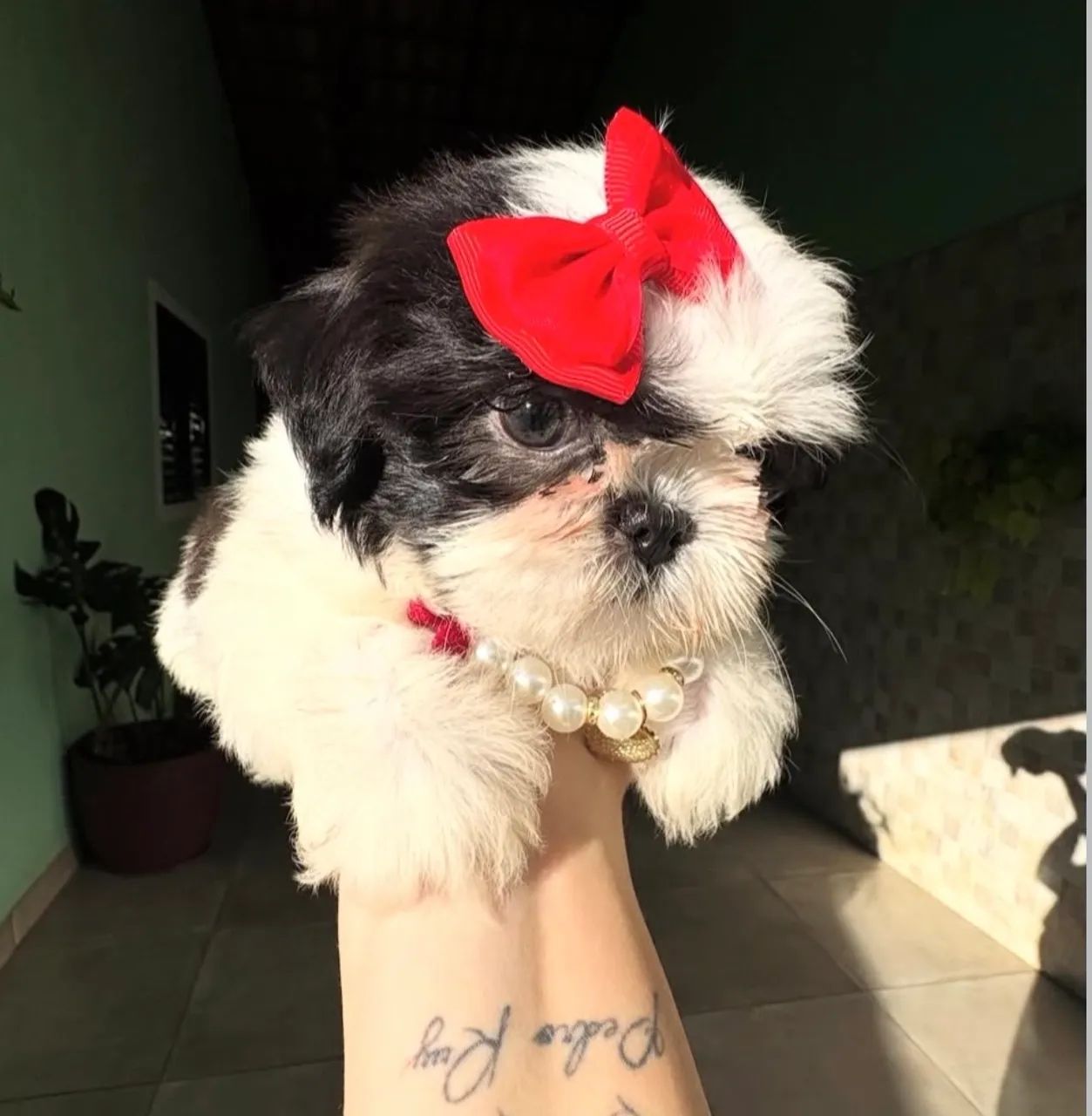 Vendo shih tzu fêmea micro, com pedigree e vacinas em dias  - Foto 2
