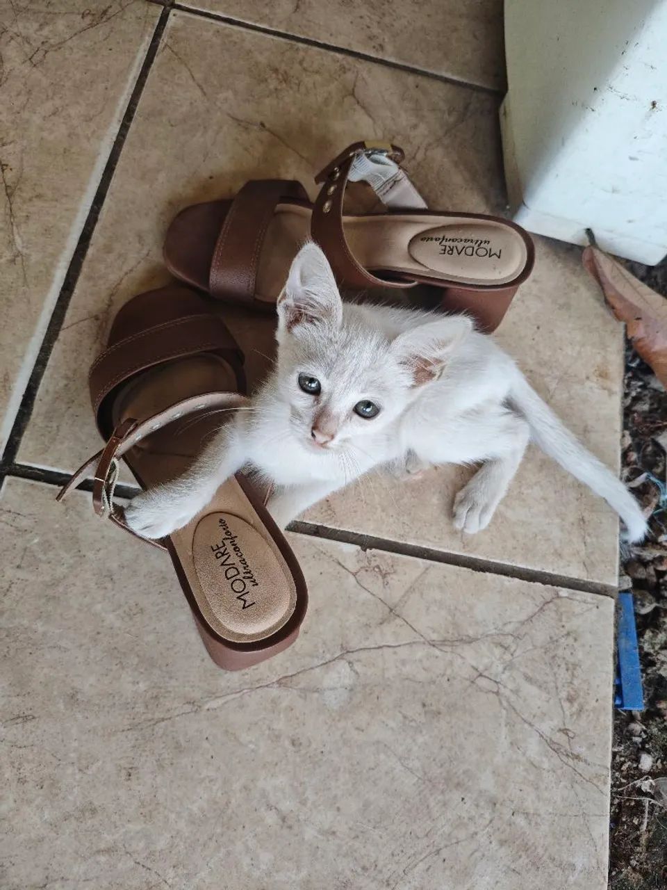 Gato macho para adoção