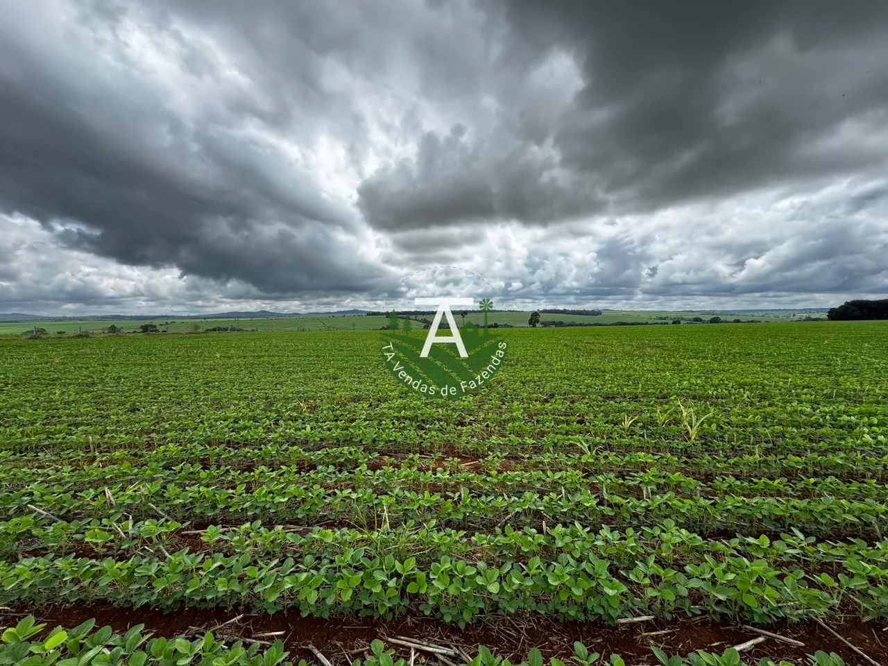 Fazenda de 31,5 alq em Itaberai GO - Foto 4