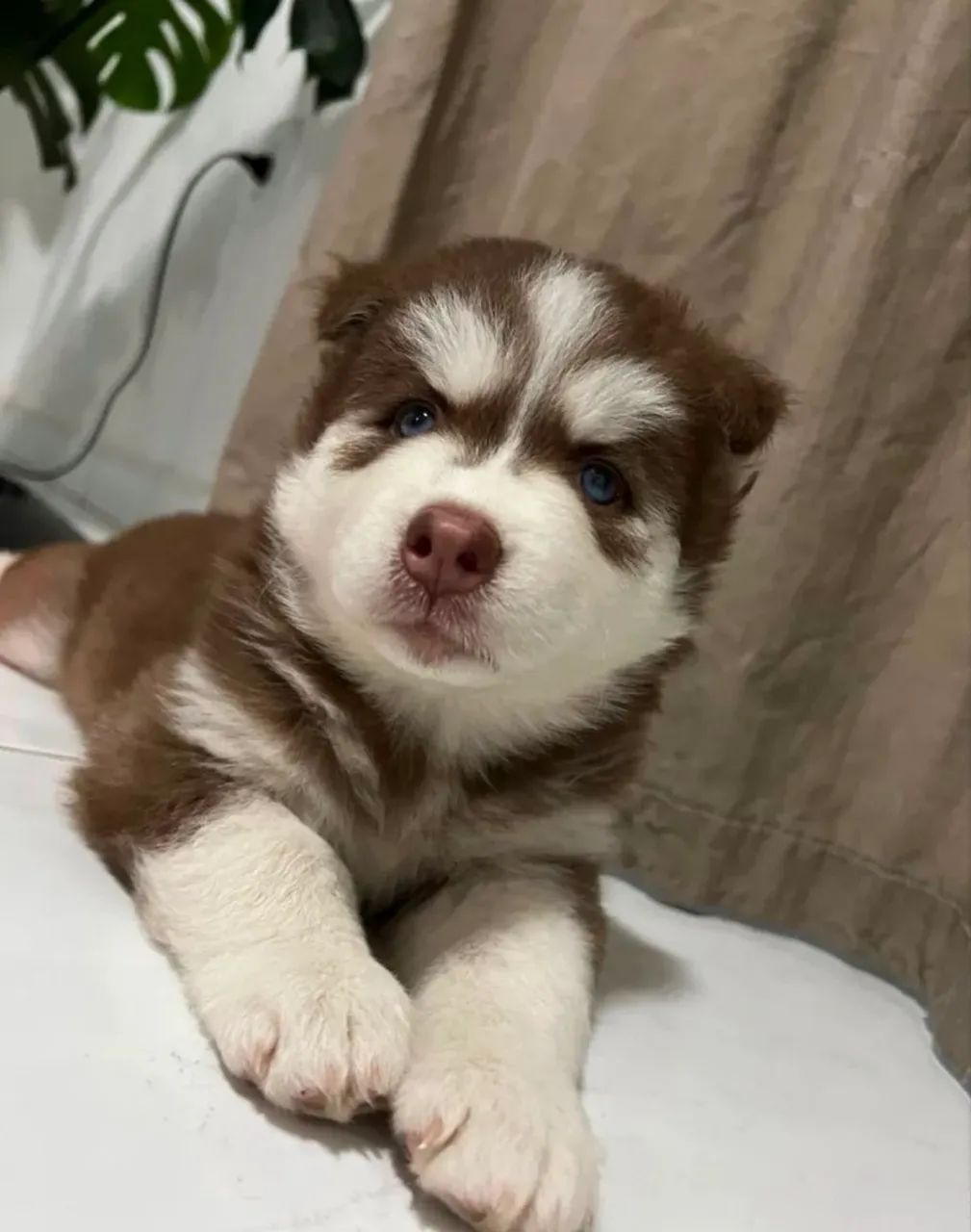 DOAÇÃO HUSKY - Foto 2