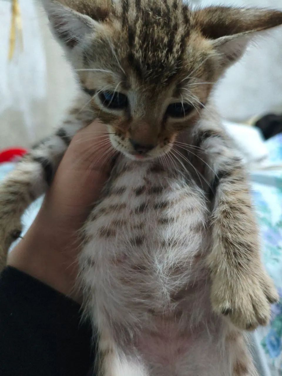 Gatinho mansinho machinho