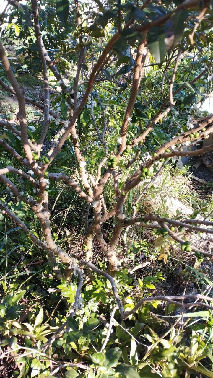 CHÁCARAs a venda em Jerônimo monteiro-ES  - Foto 3