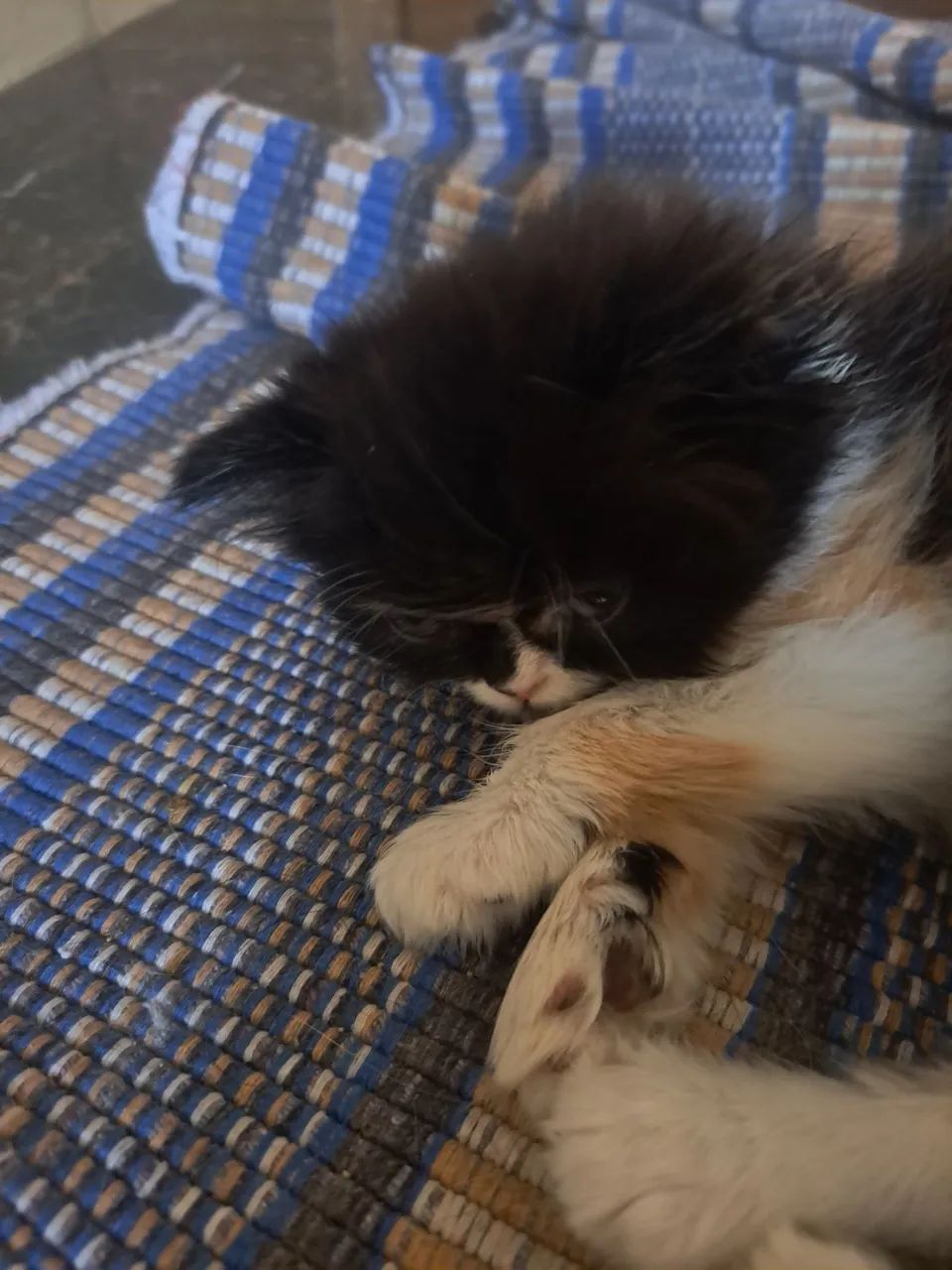 Vende-se gatinha persa  - Foto 3