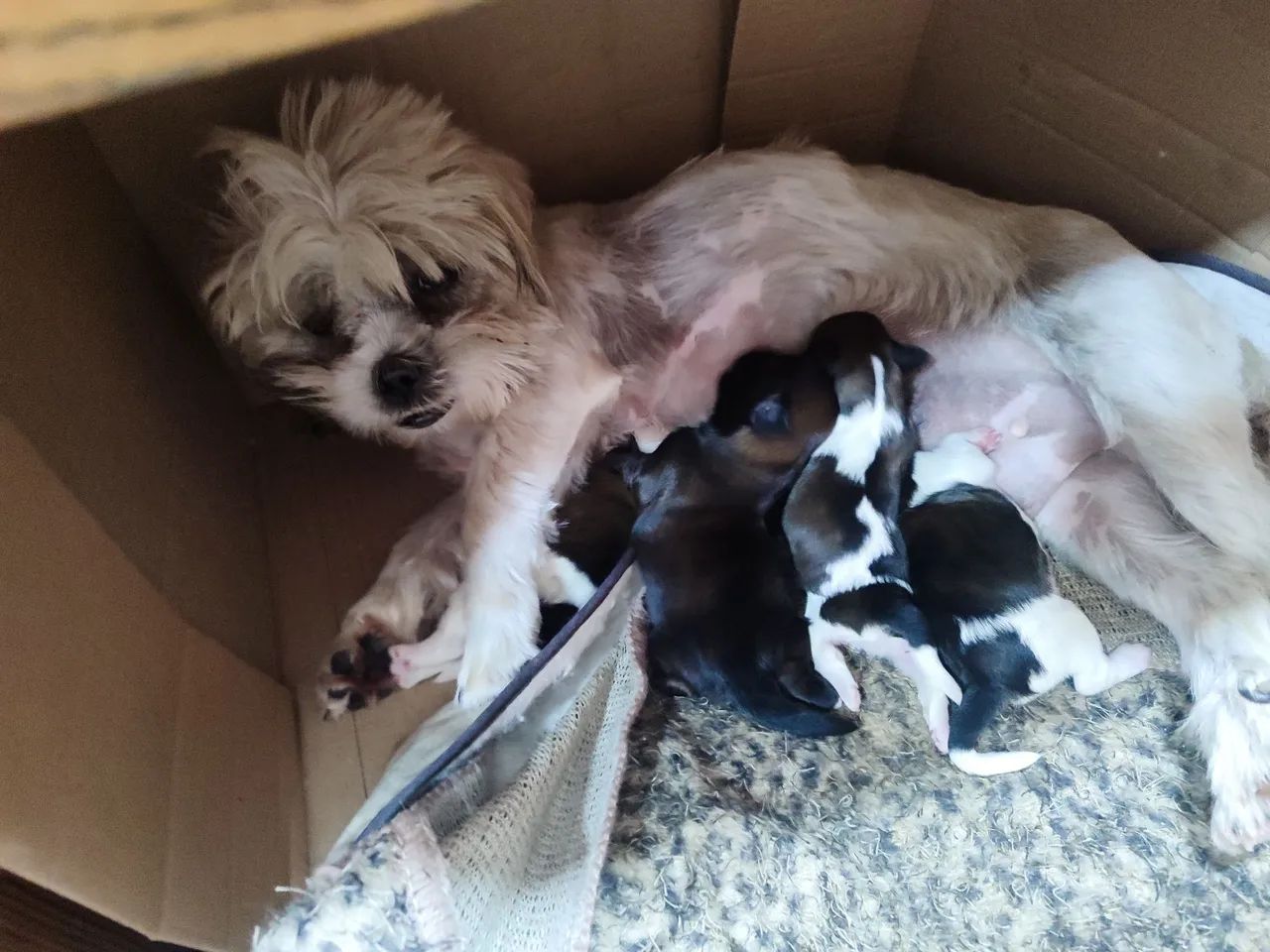 Filhote de Lhasa Apso! 
