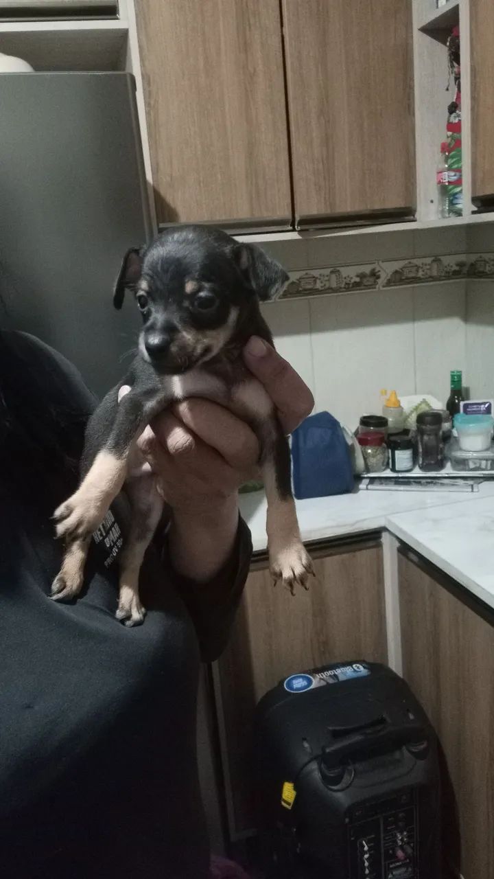 Pincher 