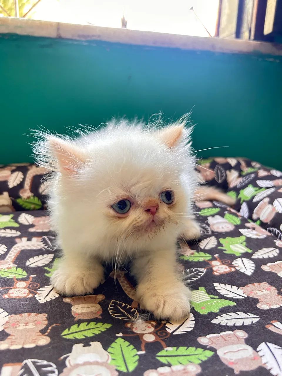 Gato Persa