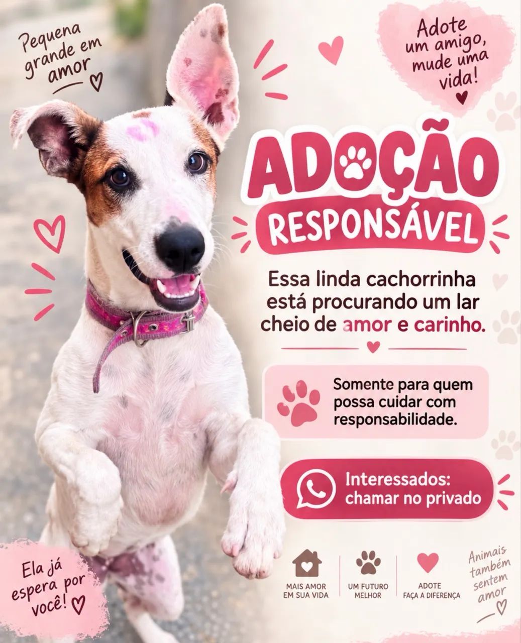 Doa-se cachorra  - Foto 2