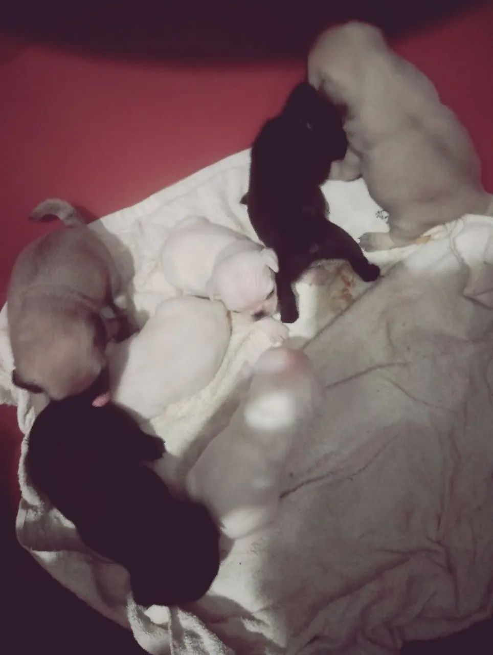 Pug bebês pra reserva  - Foto 4