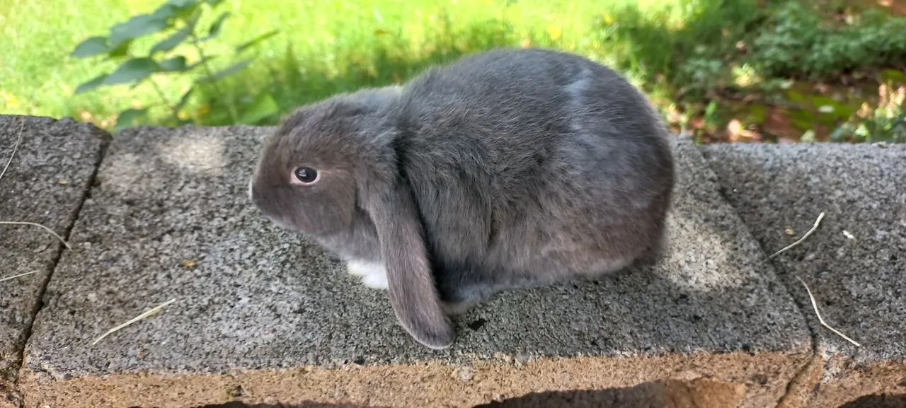 Filhotes disponíveis  - Foto 2