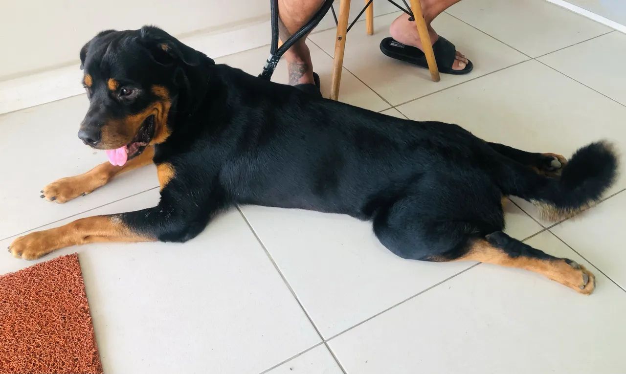 Filhotes de Rottweiler  - Foto 4