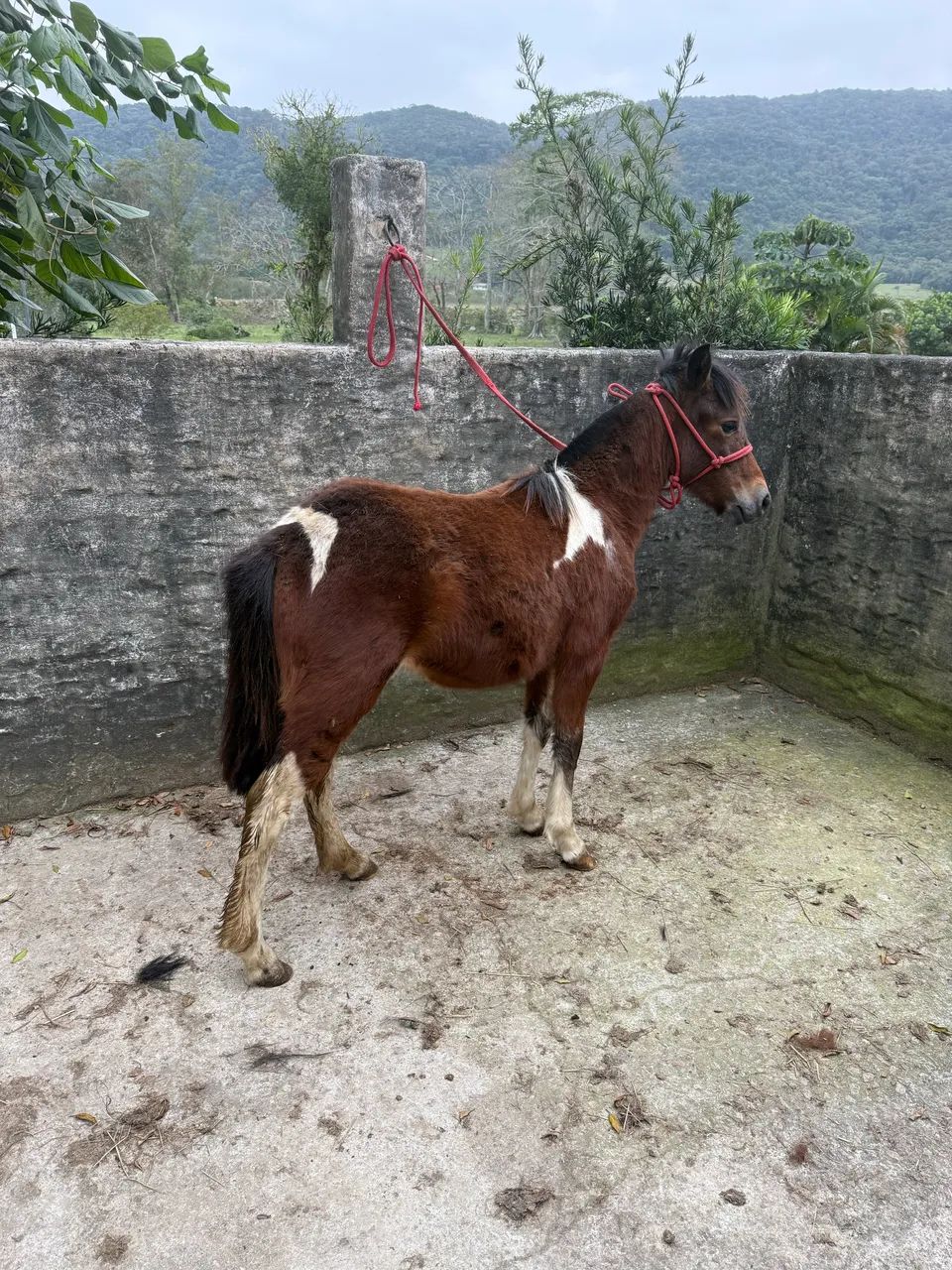 Ponei tobiana  - Foto 2
