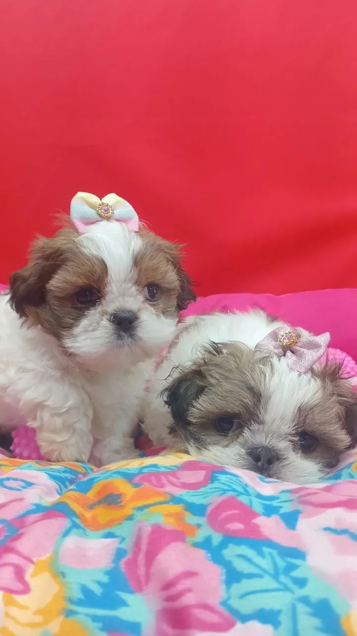 SHIH TZU 