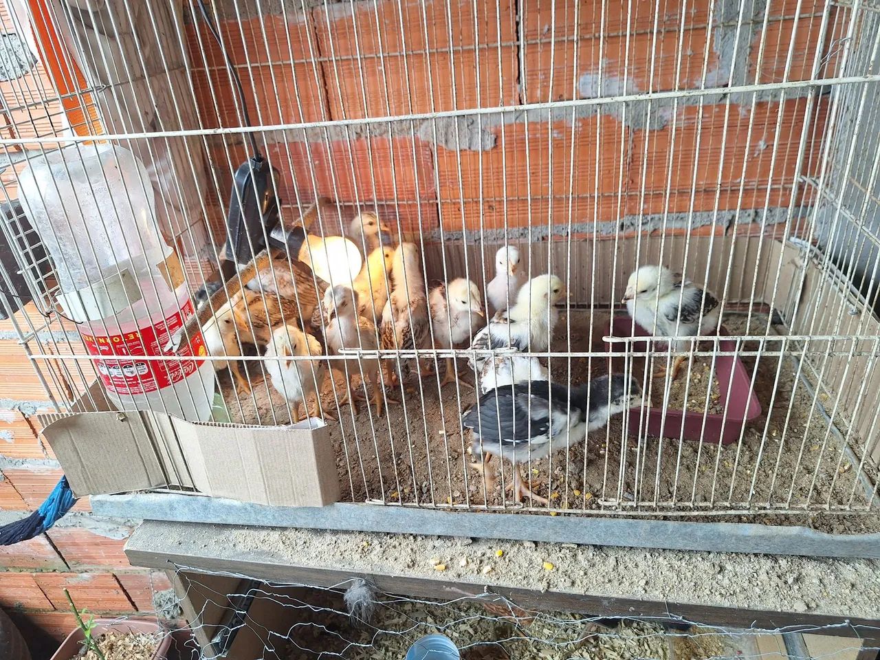 Pintinhos 