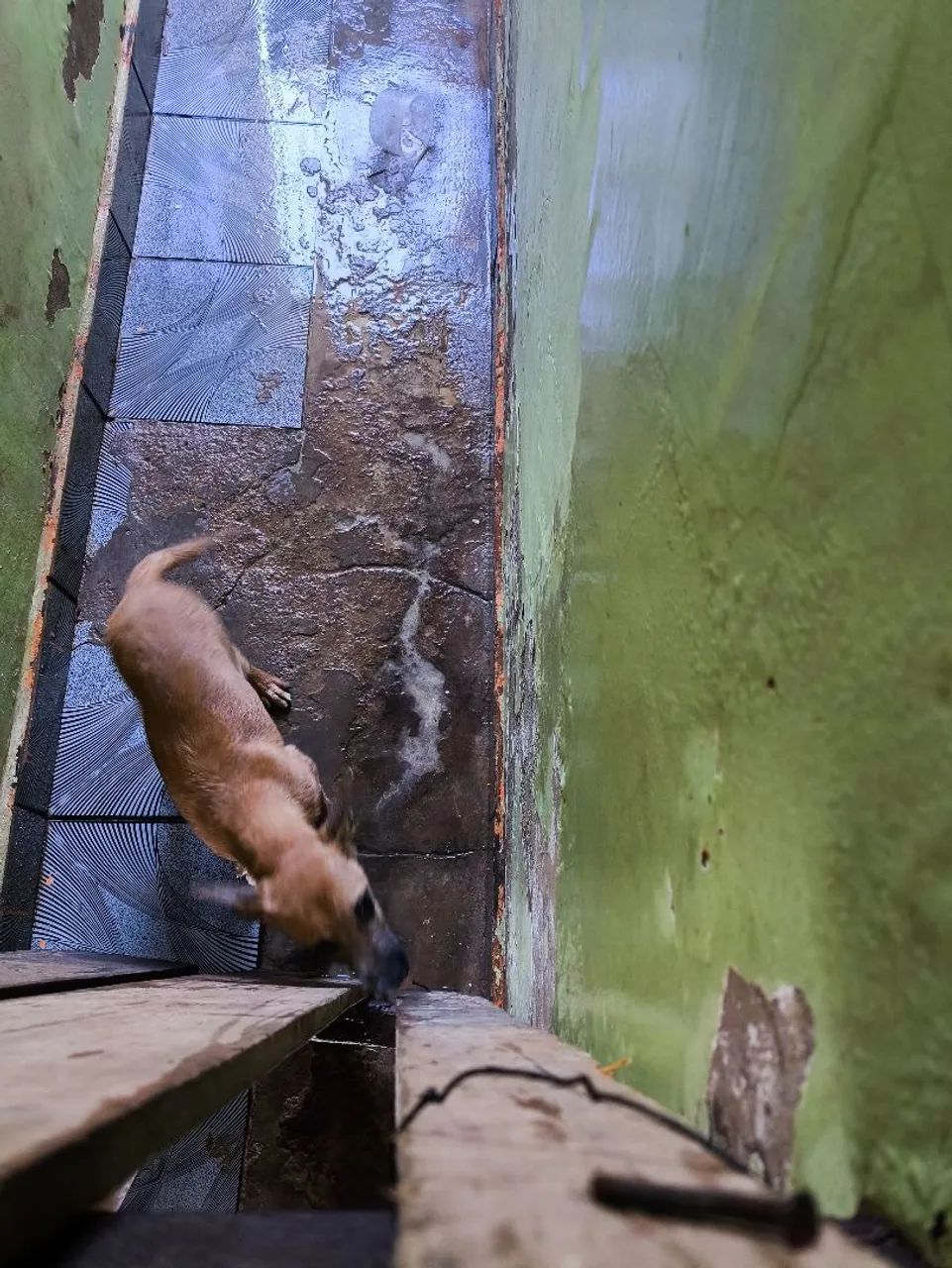 Doa-se cachorro  - Foto 5