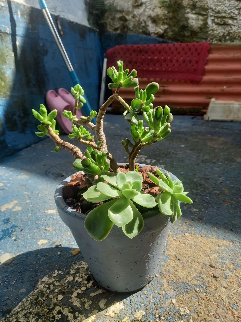 Suculenta...  - Foto 2