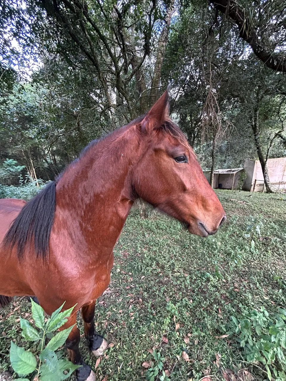 Cavalo