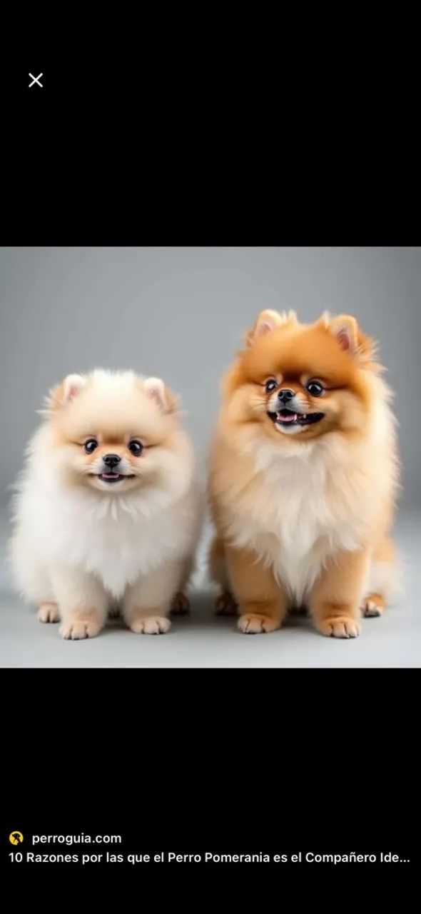 Spitz