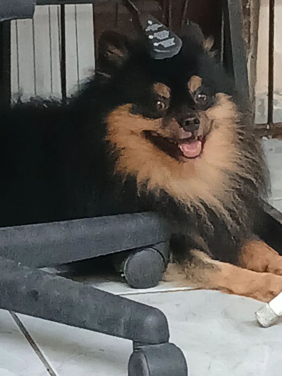 Filhote de Spitz Alemão Black-and-pan - Foto 5