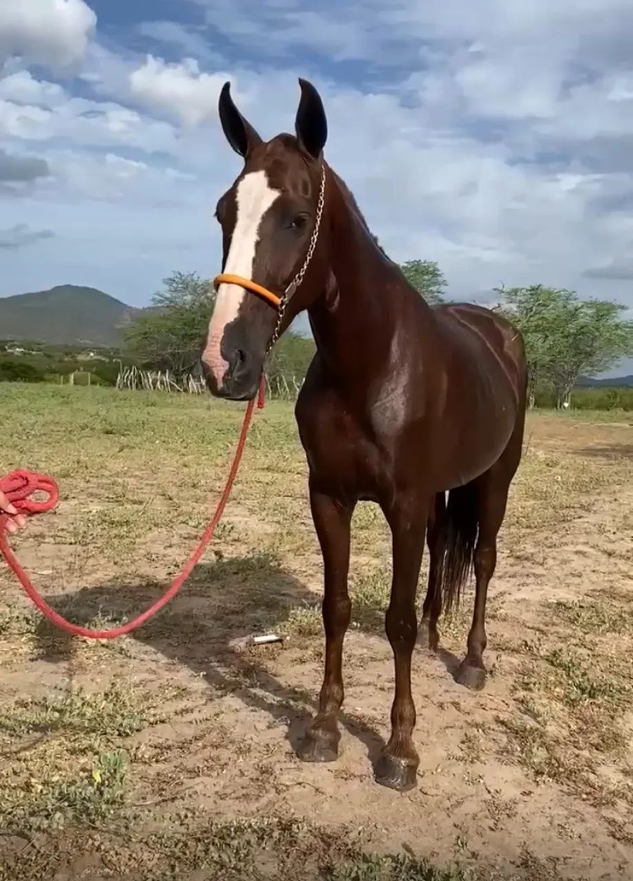 Égua mangalarga  - Foto 2