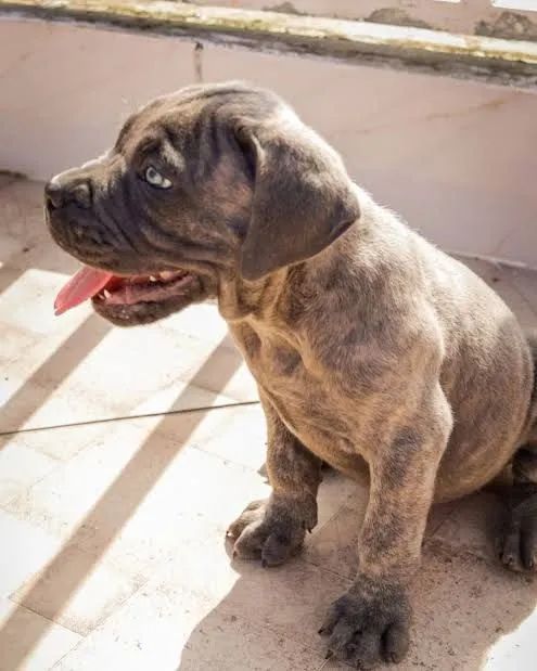 Cane Corso fêmea 