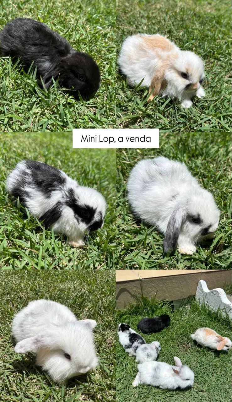 Coelho Mini Loop
