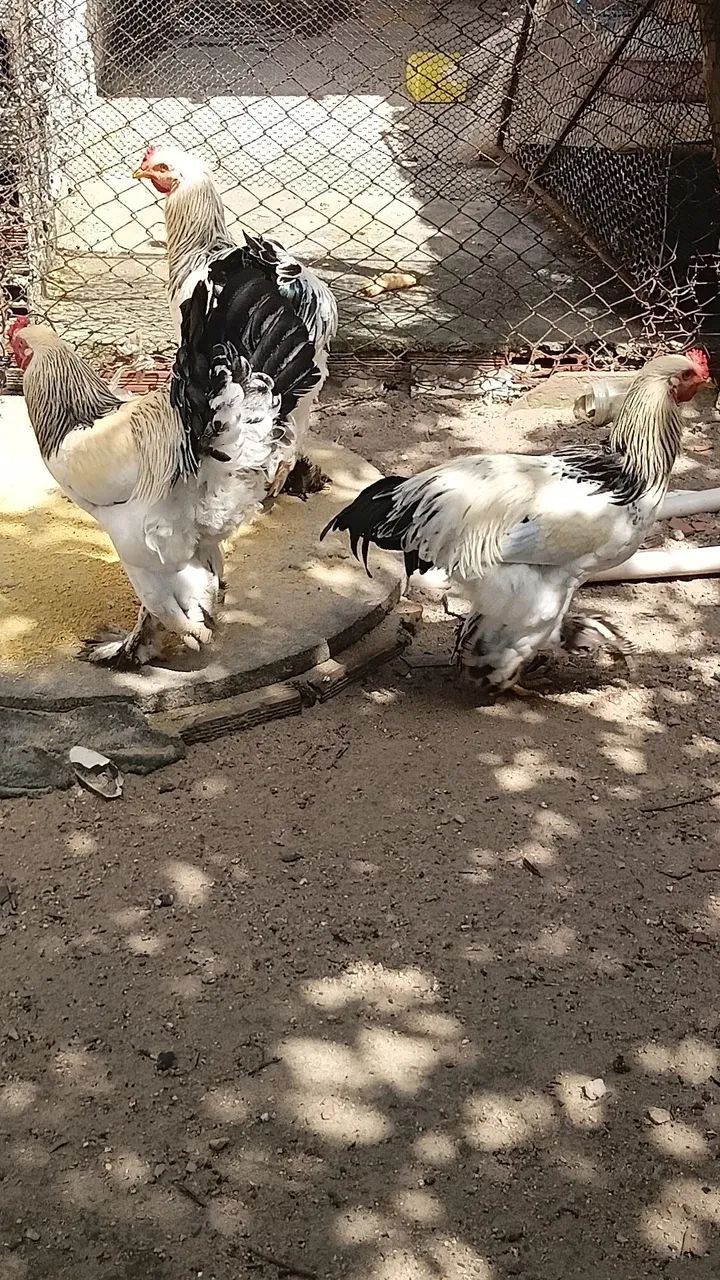Galo brahma light 